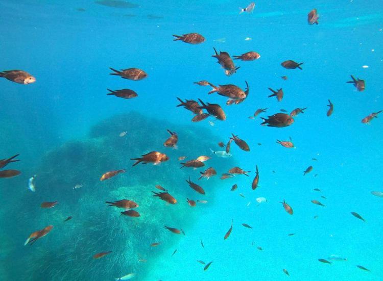 Villa Le Corail Rouge Corse Леччи Екстериор снимка
